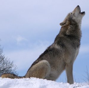 Howling wolf