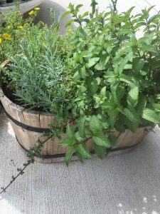 Our Mini Herb Garden - Mint, Lemon Thyme, and Garlic Chives.