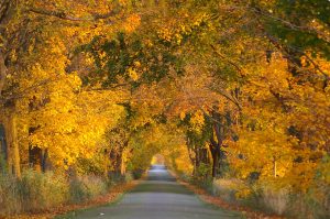 Autumn Road