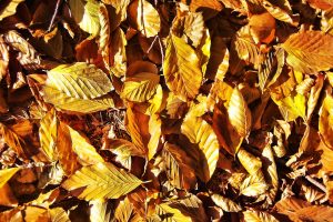 Golden Leaves